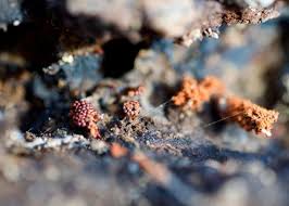 Attēlu rezultāti vaicājumam “Metatrichia sp.”