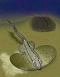 Attēlu rezultāti vaicājumam “Placodermi”