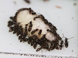 Attēlu rezultāti vaicājumam “Tubifera applanata sessile”