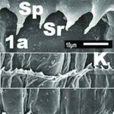 Attēlu rezultāti vaicājumam “Badhamiopsis macrospora”
