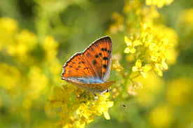 Attēlu rezultāti vaicājumam “Lycaena alciphron”