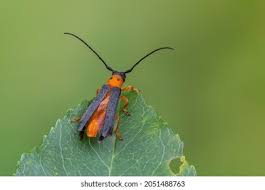 Attēlu rezultāti vaicājumam “Oberea oculata”