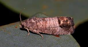 Attēlu rezultāti vaicājumam “Cydia pomonella”