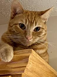 Image result for invisible cat