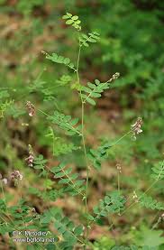 Attēlu rezultāti vaicājumam “Lathyrus niger”