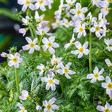Attēlu rezultāti vaicājumam “Hottonia palustris leaf”