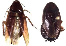 Attēlu rezultāti vaicājumam “Cabera exanthemata female”