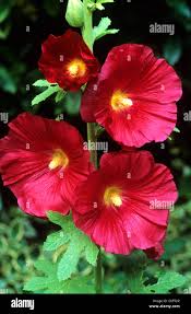 Image result for Alcea (althaea) rosea