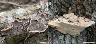 Attēlu rezultāti vaicājumam “Leucogyrophana sororia”