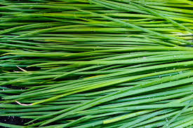 Attēlu rezultāti vaicājumam “Allium schoenoprasum fruit”