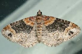 Attēlu rezultāti vaicājumam “Xanthorhoe quadrifasiata”