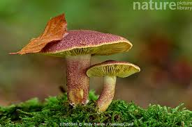 Attēlu rezultāti vaicājumam “Tricholomopsis rutilans”