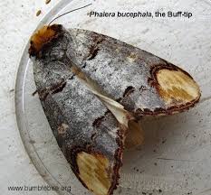 Attēlu rezultāti vaicājumam “Phalera bucephala”