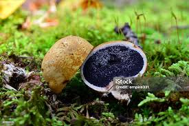 Attēlu rezultāti vaicājumam “Scleroderma citrinum”