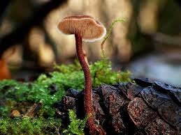 Attēlu rezultāti vaicājumam “Auriscalpium vulgare”