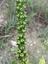 Image result for Reseda luteola