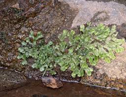 Attēlu rezultāti vaicājumam “Marchantiopsida”