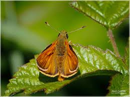 Attēlu rezultāti vaicājumam “Thymelicus sylvestris underside”