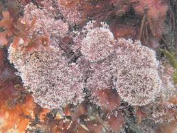 Attēlu rezultāti vaicājumam “Collaria rubens”