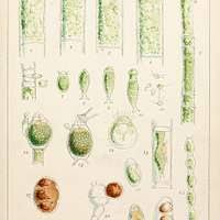 Attēlu rezultāti vaicājumam “Chaetophora pisiformis”