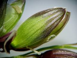 Attēlu rezultāti vaicājumam “Melica nutans flower”