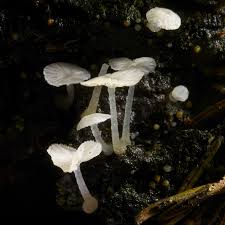 Attēlu rezultāti vaicājumam “Delicatula integrella”