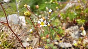 Attēlu rezultāti vaicājumam “Saxifraga tridactylites flower”