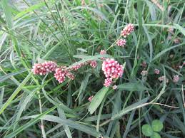 Attēlu rezultāti vaicājumam “Persicaria maculosa”