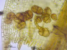 Attēlu rezultāti vaicājumam “Didymodon rigidulus”