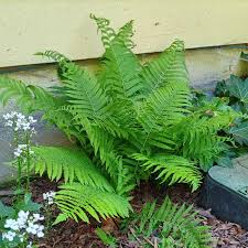 Attēlu rezultāti vaicājumam “Matteuccia struthiopteris”