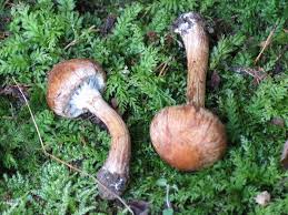 Attēlu rezultāti vaicājumam “Psathyrella lacrymabunda”