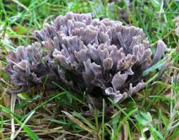 Attēlu rezultāti vaicājumam “Thelephora palmata”