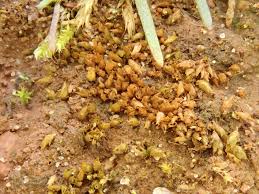 Attēlu rezultāti vaicājumam “Acaulon muticum”