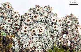 Attēlu rezultāti vaicājumam “Thelotrema lepadinum”