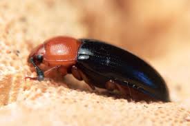 Attēlu rezultāti vaicājumam “Triplax russica”