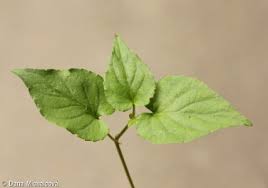 Attēlu rezultāti vaicājumam “Viola riviniana leaf”