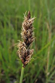 Attēlu rezultāti vaicājumam “Carex disticha”