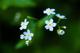 Attēlu rezultāti vaicājumam “Myosotis laxa subsp. baltica flower”