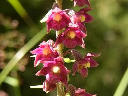 Attēlu rezultāti vaicājumam “Epipactis atrorubens”