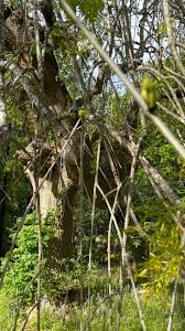 Attēlu rezultāti vaicājumam “Fraxinus excelsior Pendula”