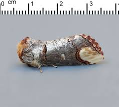 Attēlu rezultāti vaicājumam “Paratalanta hyalinalis”