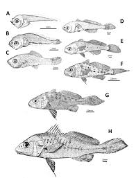 Image result for Micropogonias undulatus