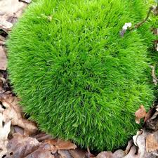 Attēlu rezultāti vaicājumam “Sphagnum platyphyllum”