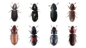 Attēlu rezultāti vaicājumam “Trogossitidae”