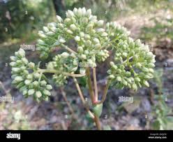 Attēlu rezultāti vaicājumam “Hylotelephium maximum flower”