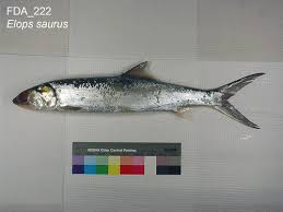 Image result for Elops saurus