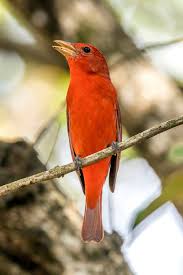 Image result for Piranga rubra