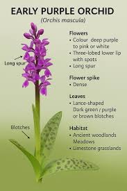 Attēlu rezultāti vaicājumam “Orchis mascula bud”