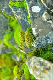 Attēlu rezultāti vaicājumam “Bryum bimum”