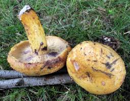 Attēlu rezultāti vaicājumam “Lactarius repraesentaneus”